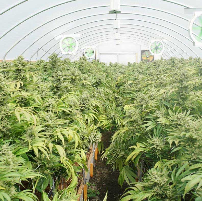 Cannabis growhouse
